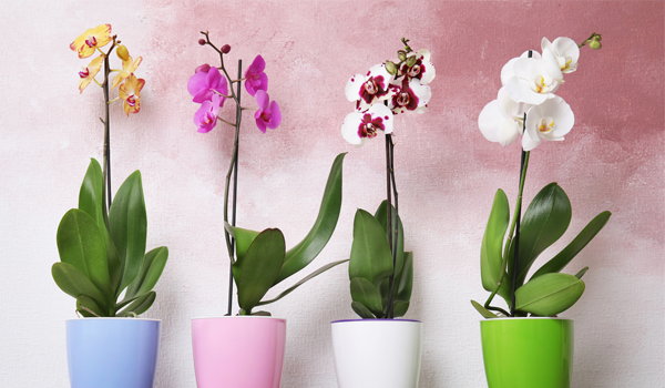 Beautiful tropical orchid flowers in pots on floor near a pink coloured wall